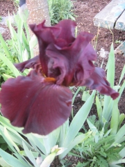 Iris germanica copper purple on a cloudy day