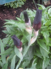 Iris germanica copper purple in bud