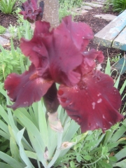 Iris germanica copper purple on a sunny day