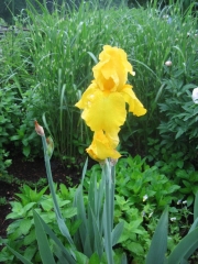 Iris germanica brightest yellow, very large flowers