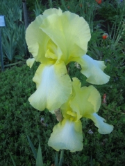Iris germanica pale yellow