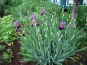 Iris germanica early in bloom period