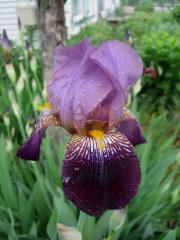 Iris germanica closeup