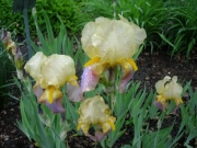 Iris germanica, old-fashioned I call this one 'Maxfield Parrish', but I'm sure that's not the right name