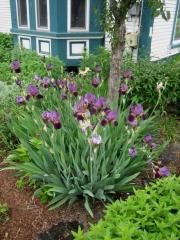 Iris germanica in full bloom