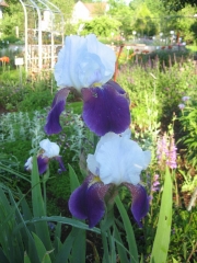 Iris germanica 'Wabash' white standards, royal purple falls