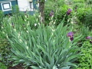 Iris germanica in bud, just beginning to bloom