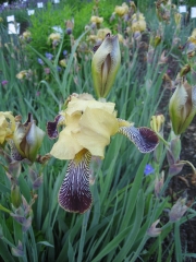 Iris, old-fashioned unusual color, pale yellow falls & purple/brown veined falls