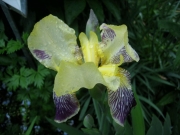 Iris germanica, old-fashioned pale yellow with purple-veined falls