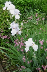 Iris germanica palest pastel blue, looks white from a distance
