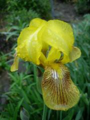 Iris germanica, old-fashioned yellow with brushstrokes of rust