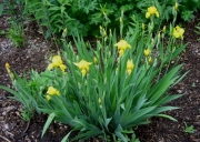 Iris germanica yellow, non-hybrid
