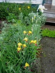 house garden vignette irises, Hemerocallis flava