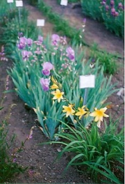 iris & daylily