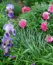 iris & early peony