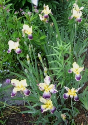 Iris germanica, old-fashioned pale yellow with purple-veined falls