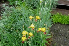 house garden vignette irises, Hemerocallis flava