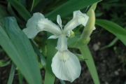 Iris pseudacorus, cream not white, not yellow, but in between