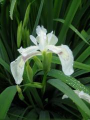 Iris pseudacorus, white sport yellow is the usual color