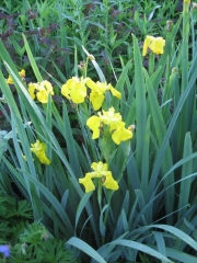 Iris pseudacorus, yellow not a native, but a common escapee