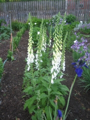 foxgloves & Siberian iris