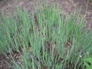 Iris sibrica foliage in early May