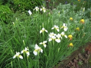 'Butter & Sugar' cream and yellow