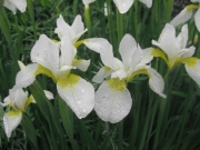 Iris sibirica, white closeup