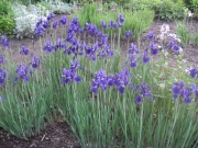 Iris sibirica, 'Savoire Faire' later than most by a few days