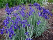 Iris Sibrica, 'Polly Dodge' in full bloom