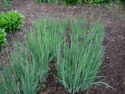 Iris sibrica Siberian iris, budded and ready to pop