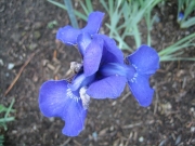 Iris sibirica 'Savoire Faire' taller than most, saturated purple color