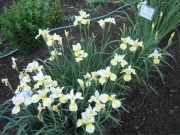 'Butter & Sugar' cream and yellow