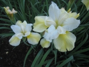 Iris sibirica 'Butter & Sugar' closeup