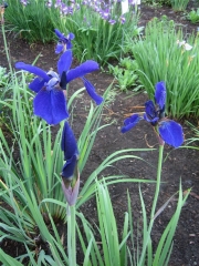 Iris sibirica 'Caesar's Brother' one of the best very dark blue/purples