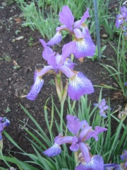 Iris sibirica, Sparkling Rose closeup