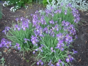 Iris sibirica, Eric the Red in full bloom