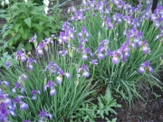 Iris sibirica, 'Eric the Red' in full bloom