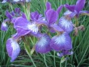 Iris sibirica, 'Eric the Red' wine-red