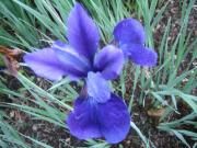 Iris sibirica 'Polly Dodge' closeup