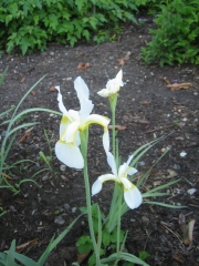 Iris sibirica, white