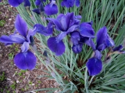 Iris Siberica, 'Polly Dodge' purple with red overtones