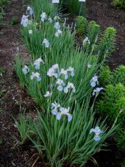 Iris Sibirica, 'Sky Wings' a lovely pale blue