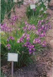Iris sibirica, 'Eric the Red' in full bloom
