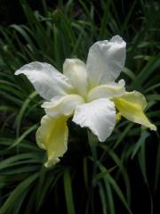 Iris sibirica, 'Butter & Sugar' closeup