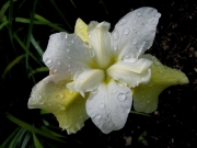 Iris sibirica, 'Butter & Sugar' closeup