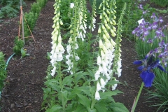 foxgloves & Siberian iris