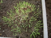 Iris tectotum early season growth