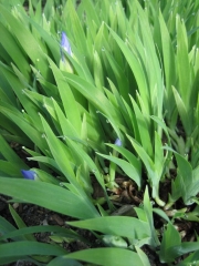 Iris tectotum blue, in bud