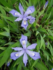 Iris tectotum, blue closeup